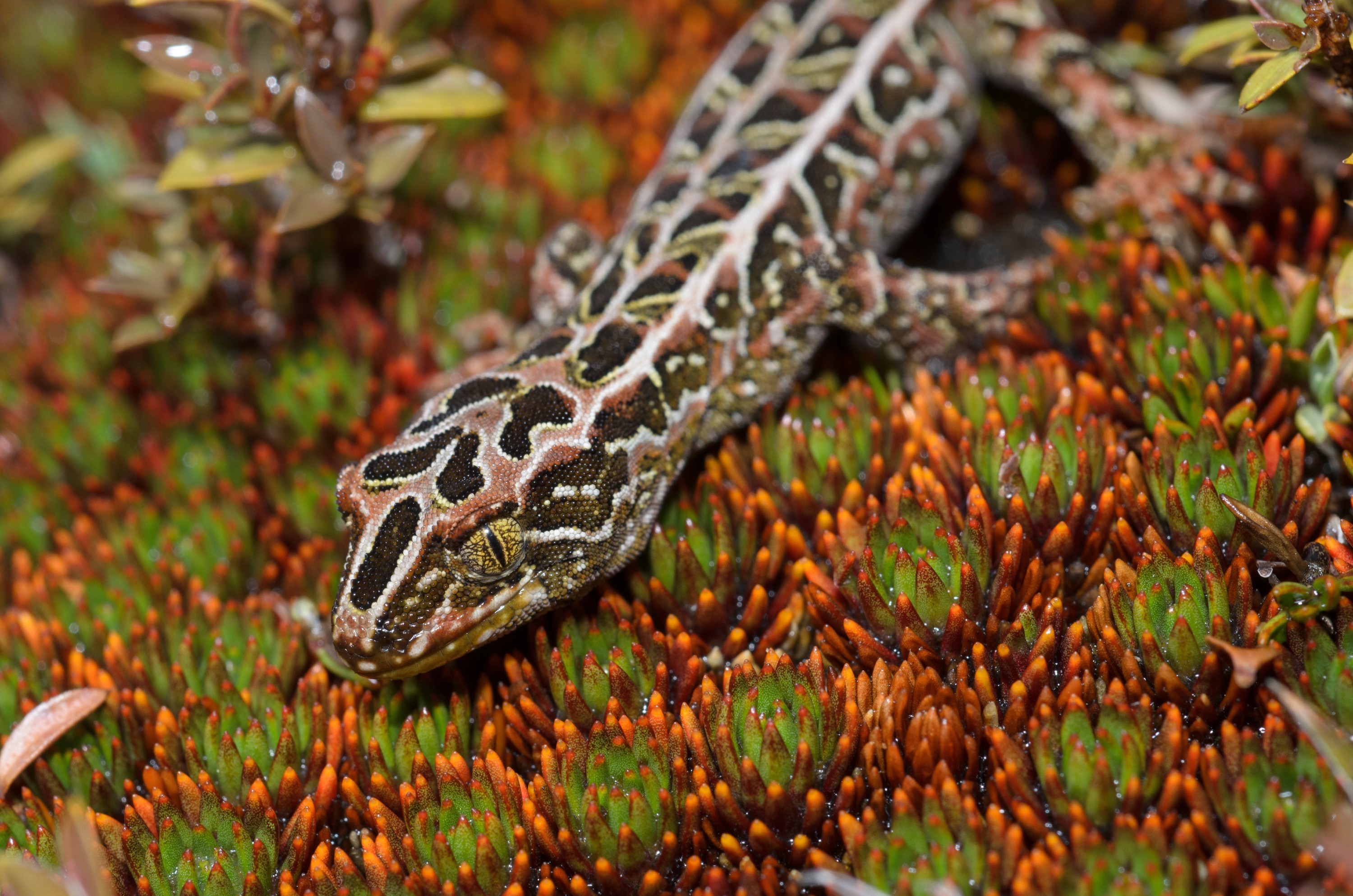 DSC_2835 – Adventure, Crispin, Hoplodactylus, Island, March 2017, National Park, New, New Zealand, Rakiura, South, Stewart, Tukutuku rakiurae, Zealand, amazing, gecko, harlequin gecko, rare, stunning